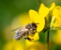 Bild: Fabian Sommer/dpa
Auf der Suche nach Biotopen für Bienen und anderen Insekten sollen bis zum Jahr 2030 bayernweit alle Regionen kartiert werden.