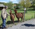 Bild: fz
Manfred Urban (links) erläutert FDP-Landtagsabgeordnetem Christoph Skutella seine Probleme. Auch die beiden Alpakas würden sich freuen, wenn wieder mehr Leben im Tierpark bei Irchenrieth einkehren würde. "Abstand halten ist auf den breiten Wegen zwischen den Gehegen kein Problem" versichert Betreiber Urban.