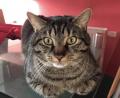 Bild: slu
Hauskatzen lassen sich durch den Ruf „Mizmizmiz“! anlocken.