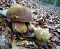Bild: Norbert Griesbacher/exb
Der rote Stiel schreckt manchen Pilzsammler ab. Für viele andere ist der Flockenstielige Hexenröhrling (Neoboletus erythropus) ein Leckerbissen.