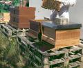 Bild: Karoline Gajeck-Scheuck/exb
Verstärkung für die „SWAMbies“, die Bienen der Stadtwerke Amberg: Inzwischen gibt es dort vier Völker, worüber sich auch der neue freiwillige Stadtwerke-Imker Josef Schlaffer freut.