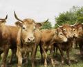 Bild: Steinwald-Allianz/Delang
Limousin-Rinder stammen ursprünglich aus Frankreich. Diese Herde ist in Eisersdorf daheim.
