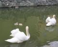 Bild: tu
Zwei junge Schwäne schwimmen mit den Eltern im Stadtweiher.