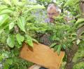 Bild: rn
Mit Imkerpfeife und Fangkasten nähert sich Heinz Jantschik vom Eschenbacher Imkerverein dem Bienenschwarm, der sich an einem Baum im Heiner Kohls Garten niedergelassen hat.