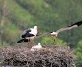 Bild: tu
Der Storch mit dem Jungen, die Störchin verlässt gerade den Horst.