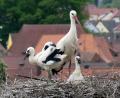 Bild: sus
Das Pfreimder Storchenpaar auf der Klosterkirche zieht zwei Junge groß.