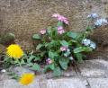 Bild: mng
Bunte Blumen an einer Mauer – anspruchslos und bescheiden, aber sehr schön anzuschauen.