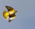 Archivbild: exb/Zdenek Tunka - LBV 
Selten zu sehen, ein fliegender Pirol. Der Pfingstvogel lebt in Weiden nur an einem Standort und zwar in den Naabauen am Hammerweg.