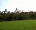 Bild: Forstverwaltung/exb
An diesen Wald bei Traunricht zeigt sich die Schädigung der Bäume. Die rotbraun gefärbten sind abgestorben