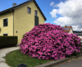 Bild: tu
Allerorts ist eine Blumenpracht in der Landschaft und den Gärten zu bewundern. Hier ein schöner Rhododendronbusch in Pleystein.