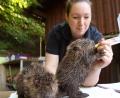 Bild: Benjamin Liss/dpa
Die Tierpflegerin Stephanie Schwarz füttert ein Biber-Baby mit Milch.
