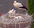 Bild: Webcam Stadt Weiden
Entspannt auf einem Bein beäugt der große Storch seinen Nachwuchs: Drei Jungvögel wachsen im Horst auf dem Alten Schulhaus in Weiden heran.