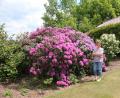 Bild: rpp
Luise Veigl aus Unterbruck nennt einen stattlichen Rhododendron ihr Eigen. Eigentlich sind es zwei Pflanzen, die seit über 25 Jahren in ihrem Garten stehen und über die sie sich in jedem Frühling freuen kann.