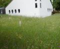 Bild: weu
Kornblumen, Raps und Mohnblumen sowie Sternkugellauch prägen gegenwärtig das Bild der insektenfreundlichen Blühwiese vor der Auferstehungskirche.