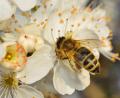 Bild:  kaschibo – stock.adobe.com
Eine Biene sammelt Pollen.