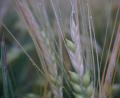 Bild: BBV Schwandorf/exb
Die Wintergersteähren weisen enorme Frostschäden auf