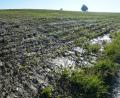 Bild: jr
Von diesem Maisfeld aus setzte sich die braune Brühe in Bewegung und floss durch die Hohlgasse auf den Pfarrer-Naber-Platz. Das Feld befindet sich gleich hinter der Wohnbebauung am Groppenheimer Weg