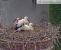 Bild: Webcam Stadt Weiden
Da waren es nur noch zwei im Nest auf dem Alten Schulhaus.