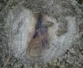 Bild: ak
An dem Baum fanden die Verantwortlichen des Schäferhundevereins eine Ansammlung von Raupen des Eichenprozessionsspinners.