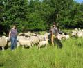 Bild: Maria Forster
Thomas Müller (Mitte) erläutert Bürgermeisterin Anita Forster (links) und Markus Kurz vom Verein Naturpark Oberpfälzer Wald (rechts) die Beweidung mit seinen Schafen.