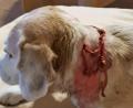 Bild: Werner Dietrich/exb
Schock bei Tier und Halter: Der Beagle von Werner Dietrich aus Vilseck nach der ersten Behandlung beim Tierarzt.