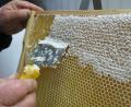 Bild: njn
Imker, die an den leckeren Honig wollen, müssen die Waben erst entdeckeln. Doch um überhaupt „ernten“ zu können, braucht es genügend Bienen. Denen mangelt es derzeit jedoch an Futterquellen.