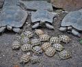 Bild: twi
Die Schildkröteneltern freuen sich über ihren Nachwuchs, der mittlerweile neun Monate alt ist.