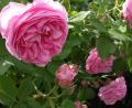 Bild: Battenberg-Gietl-Verlag
Die Duftrose Rosa damascena. Sie eignet sich gut für Küche und Hausapotheke.