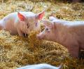 Bild: exb/Metzgerei Strobel
Stroh macht froh. Herbert Hottner verwendet in seiner Metzgerei nur noch das Fleisch von sogenannten Strohschweinen. Auch seine Bratwürste auf dem Bergfest werden daraus hergestellt.