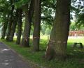 Bild: sne
Rot-weiße Absperrbänder wie hier im Stadtpark sollen vor dem Eichenprozessionsspinner warnen.