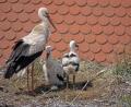 Bild: szl
Zwei Jungvögel sitzen mit dem Mutter-Storch im Horst auf dem Dach des Pfarrhauses. Unter dem kleinen Storchen in der Bildmitte liegt noch ein Ei, aus dem kein Junges geschlüpft ist.