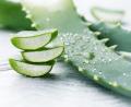 Bild: adobe.stock
Die Aloe Vera besticht durch vielerlei positive Eigenschaften.