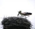 Bild: gis
Der Mehlmeiseler Storch ist ein umtriebiger Vertreter seiner Art.