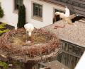Bild: lst
Im Anflug: Auch während der Aufzucht des Nachwuchses bauen Störche weiter an ihrem Nest.
