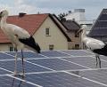 Bild: M.Kurz/exb
Zwischenstopp bei der Futtersuche: Die Jungstörche stolzieren über die PV-Anlage, die auf der altem früheren Edeka-Gebäude an der Neuen Amberger Straße angebracht ist. Das Foto wurde vom Café Central aus geschossen.