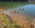 Bild: Julia Müller/exb
Nilgans-Familie am Blauen Weiher bei Etzenricht.