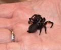 Bild: hcz
Sachverständiger Manfred Ströhle zeigt die Spanische Trichternetzspinne auf seiner Hand.