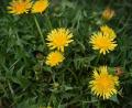 Bild: exb
Die gelben Farbtupfer des Löwenzahns sind nicht zu übersehen. Für alle, welche die Blüten im Rasen nicht schätzen, haben die Kräuterführerinnen einen Tipp: die Blüten einfach in der Küche verwenden.