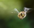 Bild: ch
Den Artenschutz, besonders auch für Insekten wie der Garten-Wollbiene (Bild), will das Volksbegehren in Bayern per Gesetz deutlich stärken.