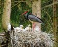 Bild: Forstbetrieb Fichtelberg/exb
Ein erwachsener Schwarzstorch bringt Futter zu seinem hungrigen Nachwuchs im Wald bei Fichtelberg.