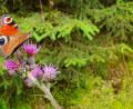 Bild: mef
Ein Exemplar des Tagpfauenauges auf einer Kratzdistel..