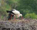 Bild: tu
Die Störchin ist als einzige im Horst im Stadtgraben Nord von der Pleysteiner Storchenfamilie 2020 übriggeblieben. Der männliche Storch ist tot aufgefunden worden, und die drei Jungstörche, die im Mai den Eiern entschlüpft waren, haben ebenfalls nicht überlebt.