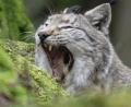 Symbolbild: Boris Roessler/dpa
Ein Luchs im Bayerischen Wald.
