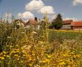 Bild: Johann Beer/exb
Die Blumenwiese von Johann Beer wächst und gedeiht. Im Hintergrund ist die Dorfkapelle Denkenreuth zu sehen.