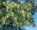 Bild: Patrick Pleul/dpa-Zentralbild/dpa-tmn
Im Frühjahr bildet die Robinie weiße Blütenstände, die traubenartig von der Krone herabhängen. Der aus den Blüten des Baum des Jahres 2020 gewonnene Akazienhonig war Auslöser dafür, dass die Robinie am Akazienweg gepflanzt werden soll.
