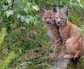 Bild: E. Laube/exb
Luchse im Gras