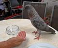Bild: R. Kreuzer
Die Taube am Kaffeetisch auf den Freisitzplätzen vor dem Café Brunner. Aber nicht nur hier sind die Vögel angekommen.