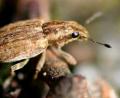 Bild: entomart
Der Blattrandkäfer wird zwischen fünf und sieben Millimeter groß. Er bevorzuht Erbsen, Ackerbohnen, Lupinen und Wicken als Nahrung.