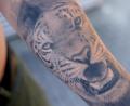 Bild: ref
Der Tiger.
