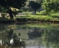 Bild: fpoz
Dem gesunkenen Wasserstand am Dorfweiher in Lengenfeld soll auf den Grund gegangen werden.